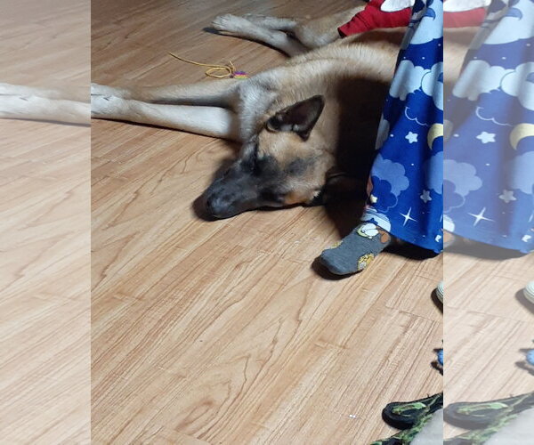 Medium Photo #13 German Shepherd Dog-Unknown Mix Puppy For Sale in Sebec, ME, USA