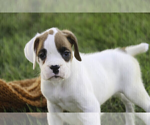 Boxer Puppy for sale in SHIPSHEWANA, IN, USA
