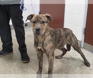 Mutt Dogs for adoption in Jackson, CA, USA