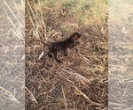 Small Photo #1 German Shorthaired Pointer Puppy For Sale in CRETE, NE, USA