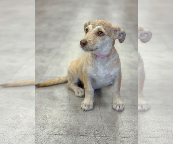 Medium Photo #6 Dachshund-Unknown Mix Puppy For Sale in PIPE CREEK, TX, USA