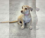 Small #5 Dachshund Mix