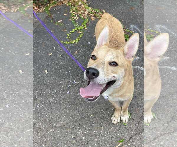 Medium Photo #7 Dutch Shepherd -Unknown Mix Puppy For Sale in San Diego, CA, USA