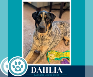 Mutt Dogs for adoption in Kimberton, PA, USA
