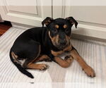 Small #2 Rottweiler Mix