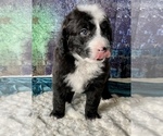 Small Photo #12 Miniature Australian Shepherd-Miniature Bernedoodle Mix Puppy For Sale in BLUE SPRINGS, MO, USA