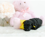 Small Photo #3 Pomeranian-Poodle (Toy) Mix Puppy For Sale in LITTLE ROCK, AR, USA