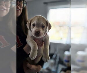 Australian Shepherd-Catahoula Leopard Dog Mix Dogs for adoption in Aurora, IN, USA