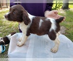 Small Photo #10 Brittany Puppy For Sale in FORT MC COY, FL, USA
