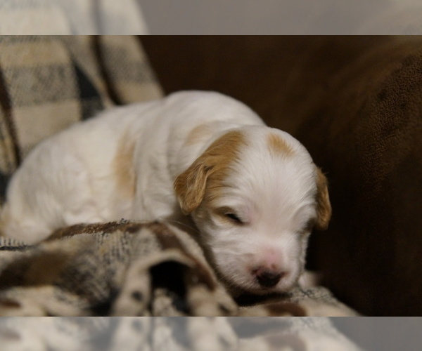 Medium Photo #7 Golden Mountain Doodle  Puppy For Sale in JIM FALLS, WI, USA