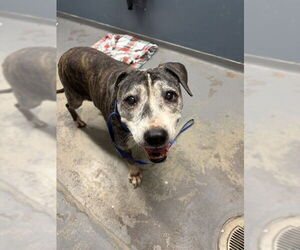 American Staffordshire Terrier-Unknown Mix Dogs for adoption in Tallahassee, FL, USA