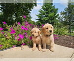 Small #3 Golden Retriever