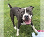 Small #1 American Pit Bull Terrier