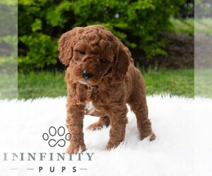 Poodle (Miniature) Puppy for sale in MADISONBURG, PA, USA