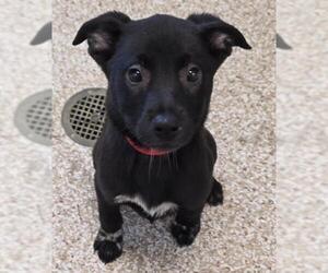 American Pit Bull Terrier-Unknown Mix Dogs for adoption in Pueblo, CO, USA