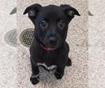 Small American Pit Bull Terrier Mix