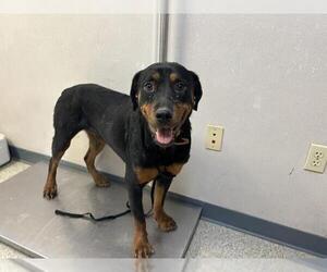 Rottweiler-Unknown Mix Dogs for adoption in Visalia, CA, USA