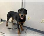 Small Rottweiler Mix
