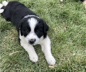 Australian Retriever Puppy for sale in DILLON, MT, USA