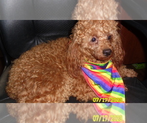 Poodle (Miniature) Puppy for sale in DULUTH, GA, USA
