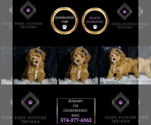 Medium Photo #3 Goldendoodle (Miniature) Puppy For Sale in WARSAW, IN, USA
