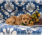Small Photo #5 Bichpoo Puppy For Sale in CHRISTIANA, PA, USA