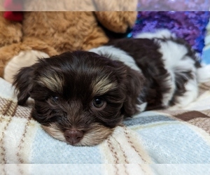 Havanese Puppy for sale in POST FALLS, ID, USA