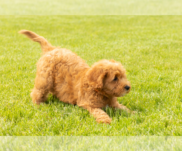 Medium Photo #5 Goldendoodle (Miniature) Puppy For Sale in WOLCOTTVILLE, IN, USA