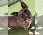 Small #1 American Pit Bull Terrier Mix