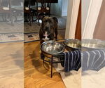 Small #10 Bulldog-Labrador Retriever Mix