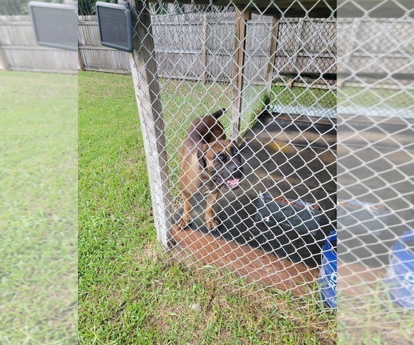 Medium Photo #4 Boerboel Puppy For Sale in LOXAHATCHEE, FL, USA