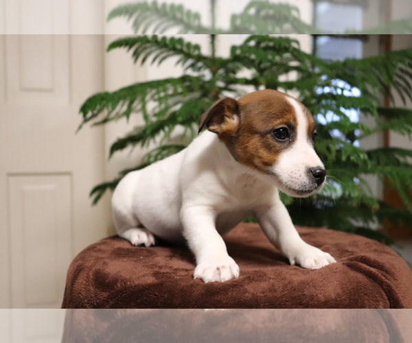 Medium Photo #3 Jack Russell Terrier Puppy For Sale in SHILOH, OH, USA