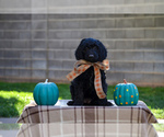 Small Photo #1 Goldendoodle Puppy For Sale in SANTA CLARA, UT, USA