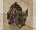 Small #5 French Bulldog