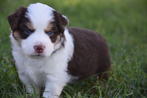 Medium Photo #1 Miniature Australian Shepherd Puppy For Sale in LORENA, TX, USA