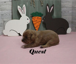 Small #3 Cavalier King Charles Spaniel