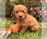 Small #3 Cockapoo (Toy)