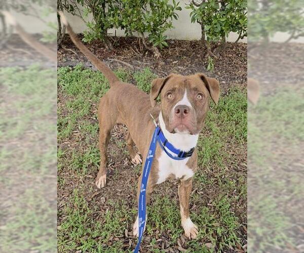 Medium Photo #2 American Staffordshire Terrier Puppy For Sale in Fort Lauderdale, FL, USA