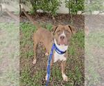 Small Photo #2 American Staffordshire Terrier Puppy For Sale in Fort Lauderdale, FL, USA