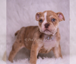 Small #4 Bulldog