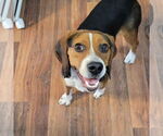 Small #1 Beagle