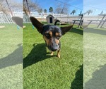 Small #4 Chihuahua Mix