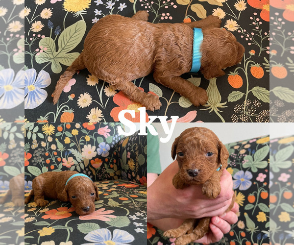 Medium Photo #21 Goldendoodle (Miniature) Puppy For Sale in NASHVILLE, TN, USA