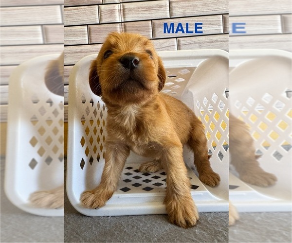 Medium Photo #6 Labradoodle Puppy For Sale in ALBUQUERQUE, NM, USA