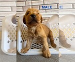 Small #5 Labradoodle