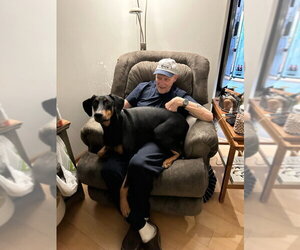 Klaus - Male Doberman Pinscher Dog for Adoption - Photo #16