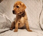 Small Photo #51 Labrador Retriever Puppy For Sale in BUFFALO, NY, USA