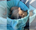 Small #14 French Bulldog