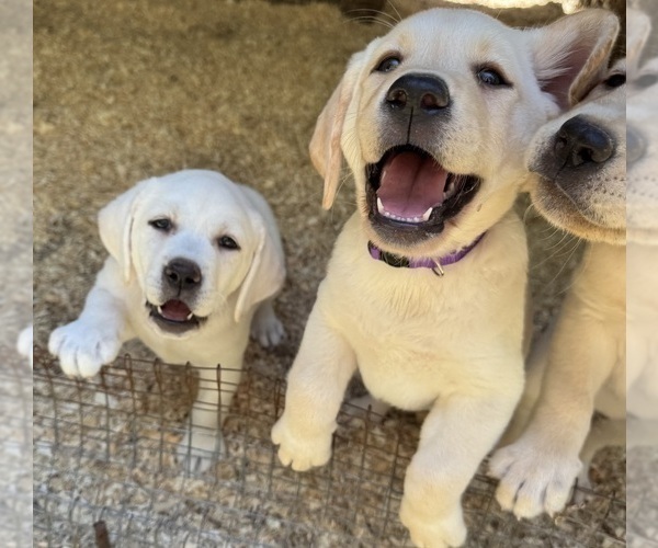 Medium Photo #2 Labrador Retriever Puppy For Sale in ALL HEALING SPRINGS, NC, USA