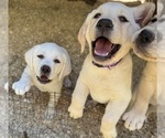 Small #1 Labrador Retriever